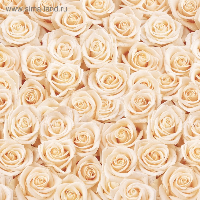 Фотообои Кремовые розы 2,7*2,7 (из 3 листов)