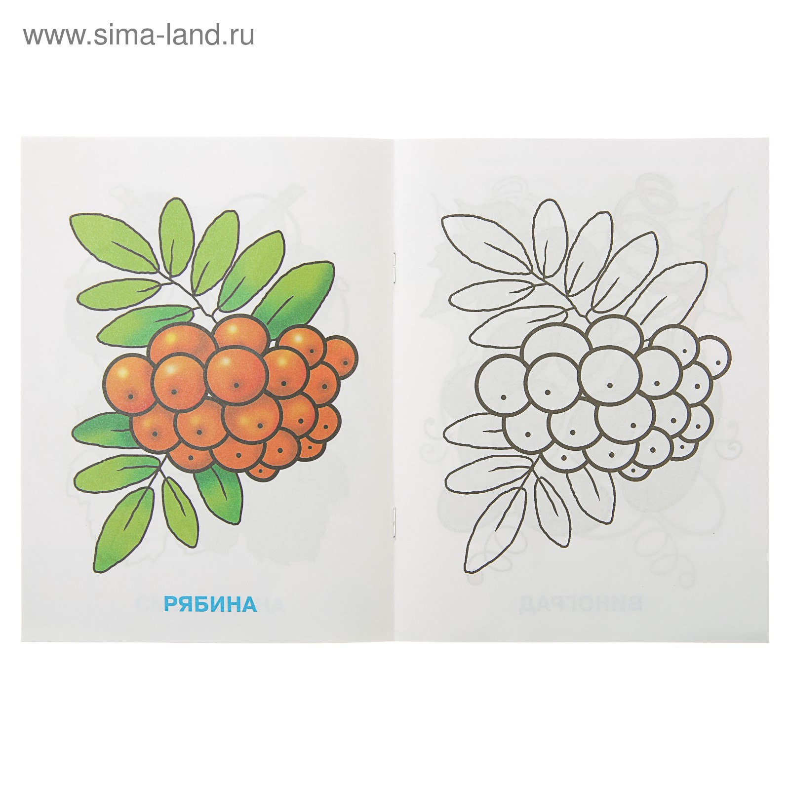 Раскраски Лесные ягоды для детей 3-4 лет