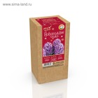 Гиацинт новогодний "Splendid Cornelia", в коробке, р-р 14/15, 3 шт