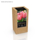 Крафт-коробка Тюльпан дарвинов гибрид Design Impression, р-р 11/12, 7 шт