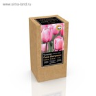 Крафт-коробка Тюльпан дарвинов гибрид Pink Impression, р-р 11/12, 7 шт