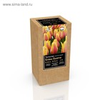 Крафт-коробка Тюльпан простой поздний Blushing Beauty, р-р 11/12, 7 шт