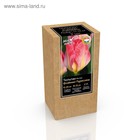 Крафт-коробка Тюльпан Фостера Flaming Purissima, р-р 11/12, 7 шт