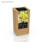 Крафт-коробка Нарцисс жонкиллиевый Lemon Sailboat, р-р 12/14, 5 шт