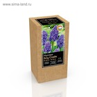 Крафт-коробка Мускари armeniacum Blue Spike, р-р 9/10, 10 шт