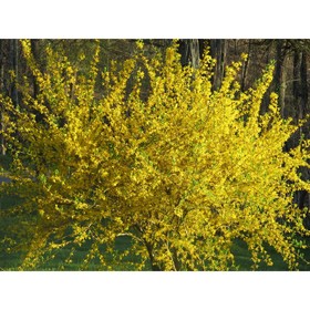 

Форзиция "Мелли д,Ор" Р9 (горшок квадратный 9см) 1 шт, Весна 22
