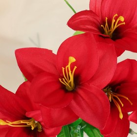 

Букет "Амсония" 31 см, микс