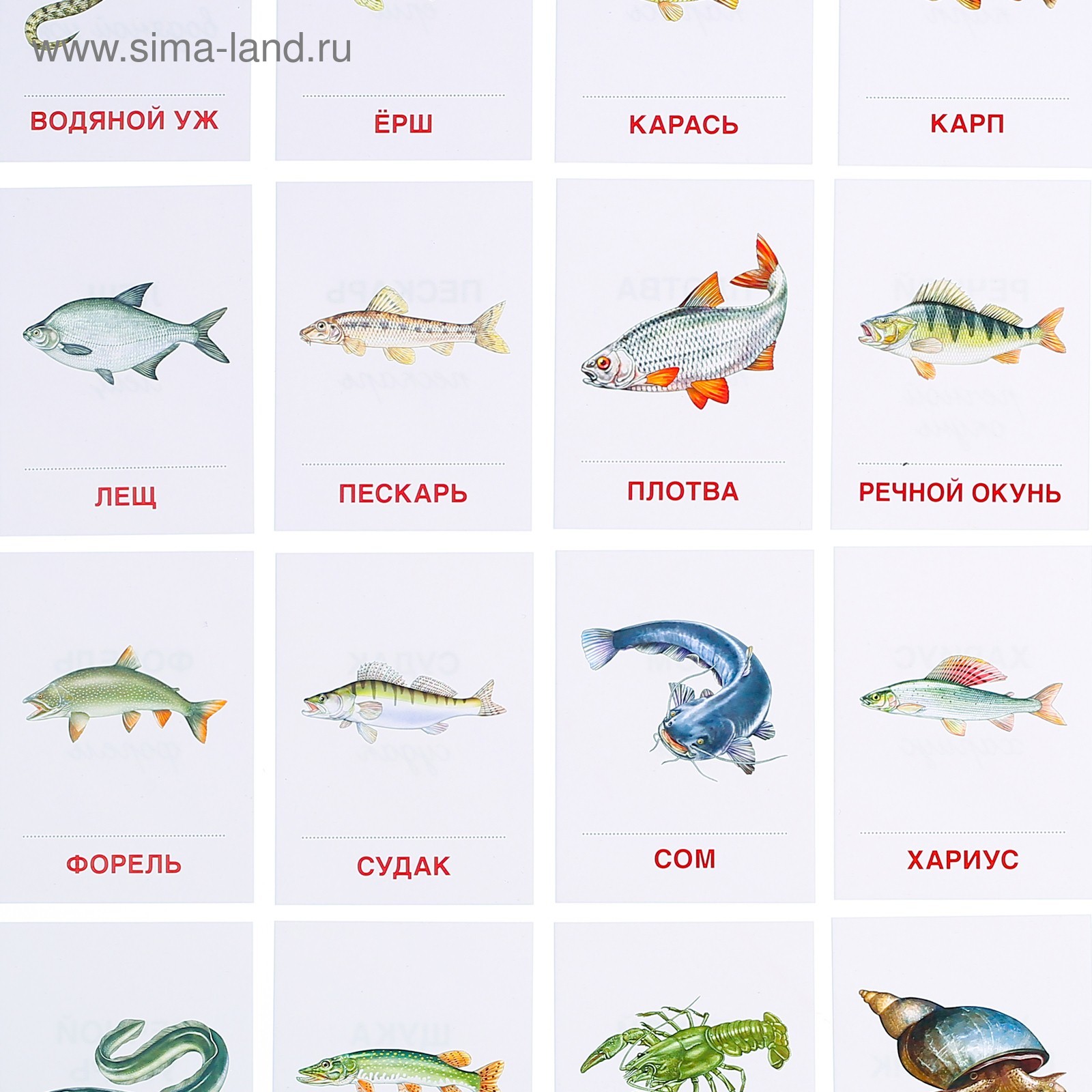 Картинка речные рыбы для детей. Карточки рыбы. Карточки рыбы для детей. Речные рыбы карточки для детей. Карточки морские рыбы для детей.