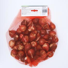 

Тюльпан "Шарминг Бьюти" 45см, р/р 11/12, сетка 50 шт