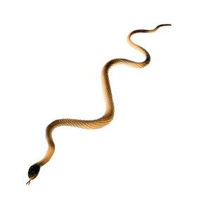 Змея «Яркая змейка», МИКС от Сима-ленд