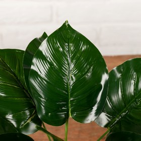 

Куст в горшке "Диффенбахия крупнолистая" 9,5*21 см