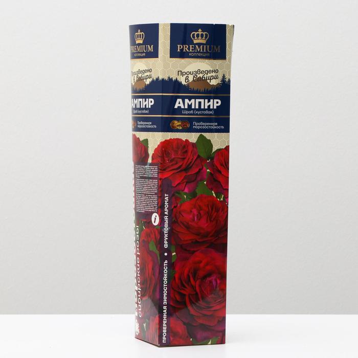 Саженец розы Ампир Весна 2024, 1 шт. саженец розы бамблби кюль 1 шт весна 2022
