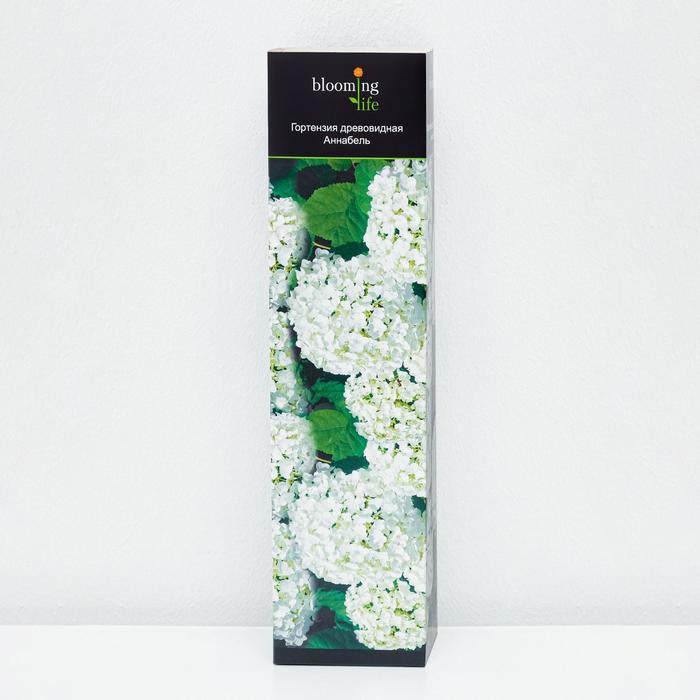 Саженец Гортензия древовидная Аннабель в тубе, 1 шт