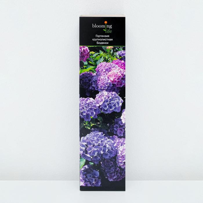 Саженец Гортензия крупнолистная Боденси в тубе, 1 шт