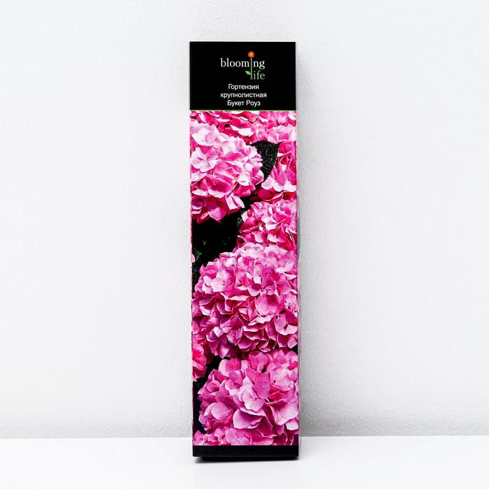 Саженец Гортензия крупнолистная Букет Роуз в тубе, 1 шт