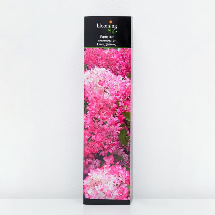 Саженец Гортензия метельчатая Пинк Даймонд в тубе, 1 шт