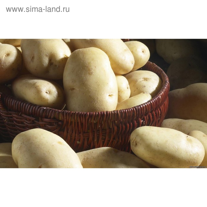 Семенной картофель 
