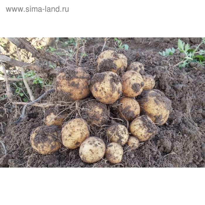 

Семенной картофель "Великан" 10 шт Супер Элита, р/р 28/55