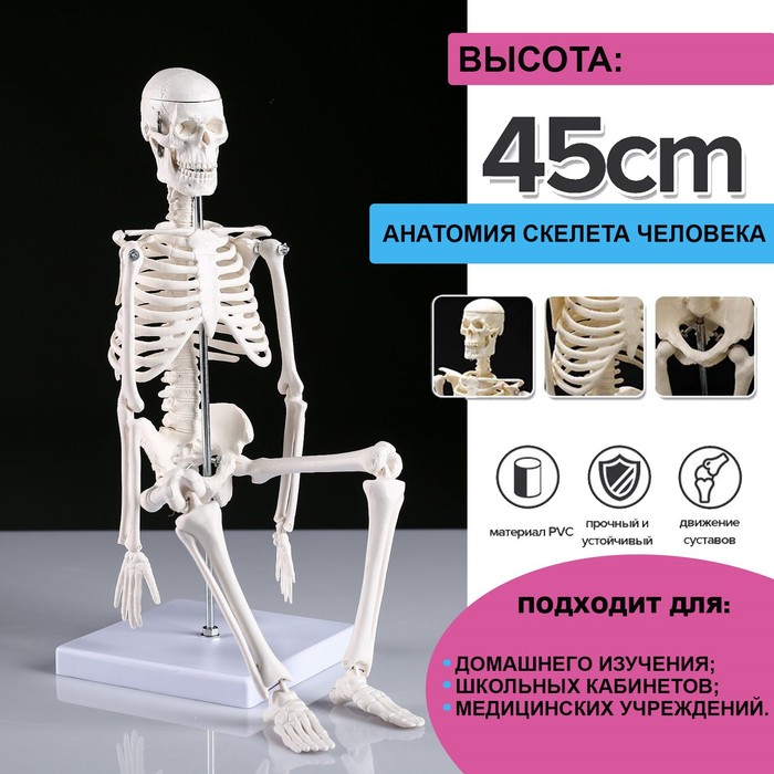 Макет Скелет человека 45см скелет и мускулы человека