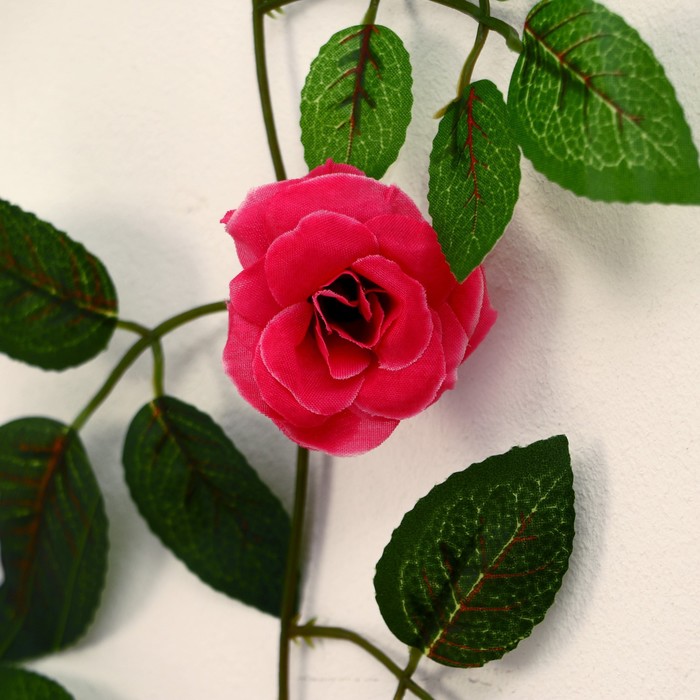 Лиана 1,9 м роза чайная цена за 1 шт. (в упаковке 2 шт.) МИКС