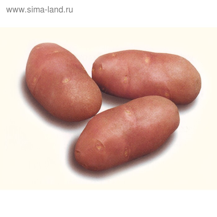 

Семенной картофель "Ред Скарлетт", 2 кг +/- 10%, Элита