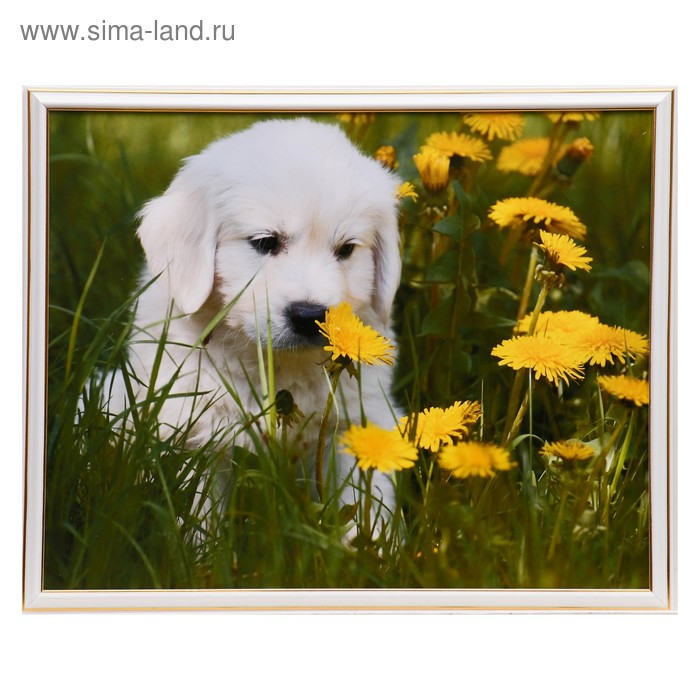 

Картина "Щенок и цветы" 40х50 см (43х53см)