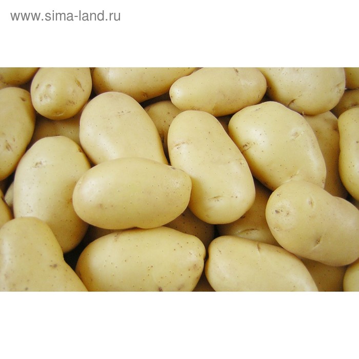 

Семенной картофель "Импала", 2 кг +/- 10%, СуперЭлита