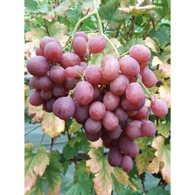 

Виноград "Гурман Лакомка" ОКС (открытый корень), набор 5 шт