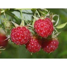 

Малина "Зоренька" ОКС (открытый корень), набор 5 шт