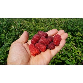 

Малина "Карамелька" ОКС (открытый корень), 1 шт, Весна 22