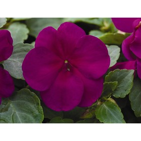 

Семена цветов Бальзамин Уоллера Импреза Виолет 1000 шт