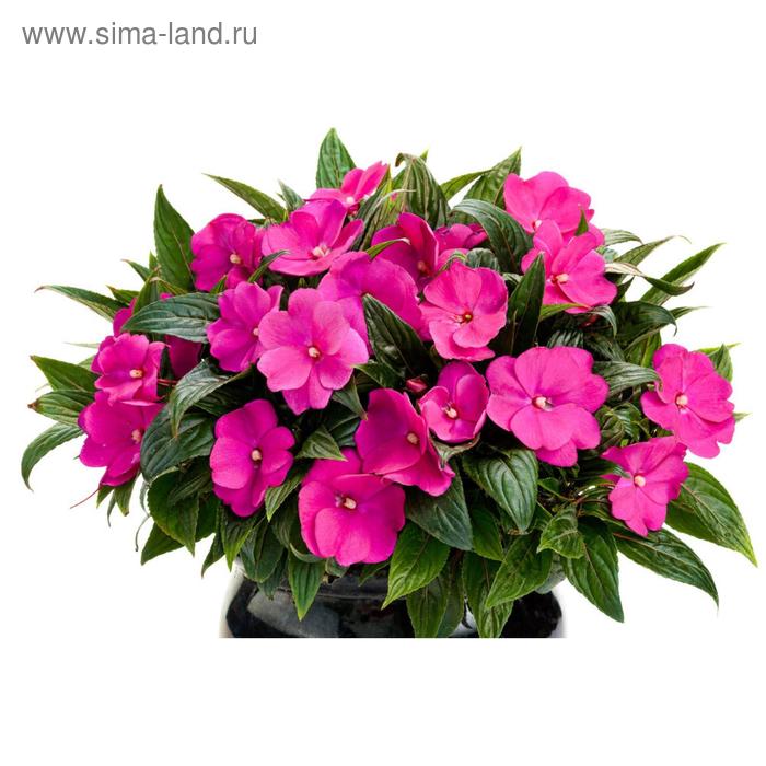 

Семена цветов Бальзамин Хокера Дивайн Орхид 1000 шт