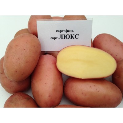 картофель сорта люкс картофель сорта люкс