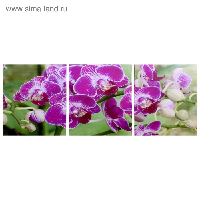 Модульная картина Веточка орхидеи (3-35х35) 35х105 см цена и фото