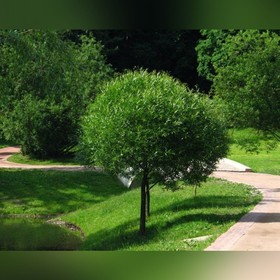 

Ива Шаровидный карлик, Горшок Р9, 1шт, Июнь 2022