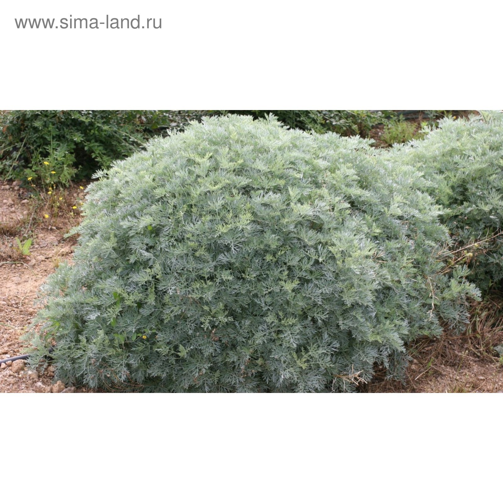 Божье Дерево Посадка И Уход Фото