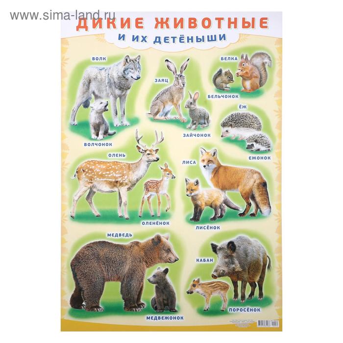 

Плакат "Дикие животные и их детёныши" А2