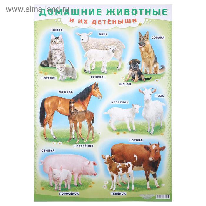 Плакат Домашние животные и их детёныши А2 животные и их детёныши