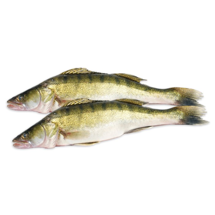 

Судак с/м ( 0.5- 1.0) кг