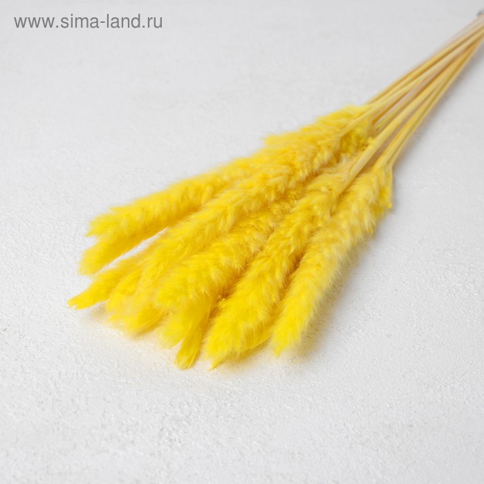 Сухоцвет «Камыш» набор 15 шт, цвет жёлтый сухоцвет пампасная трава набор 5 шт цвет жёлтый