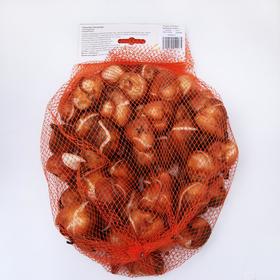 

Тюльпан "Сигнатюр" 50см, р/р 11/12, сетка 50 шт