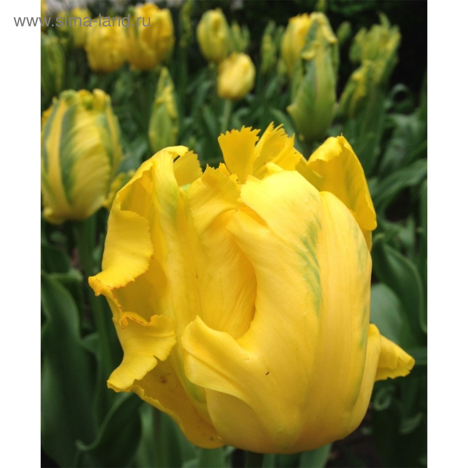 Тюльпан йеллоу сан. Техас голд. ). Тюльпан техас голд. Тюльпан попугайный техас голд.