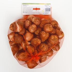 

Тюльпан "Мускадет" 60см, р/р 11/12, сетка 50 шт