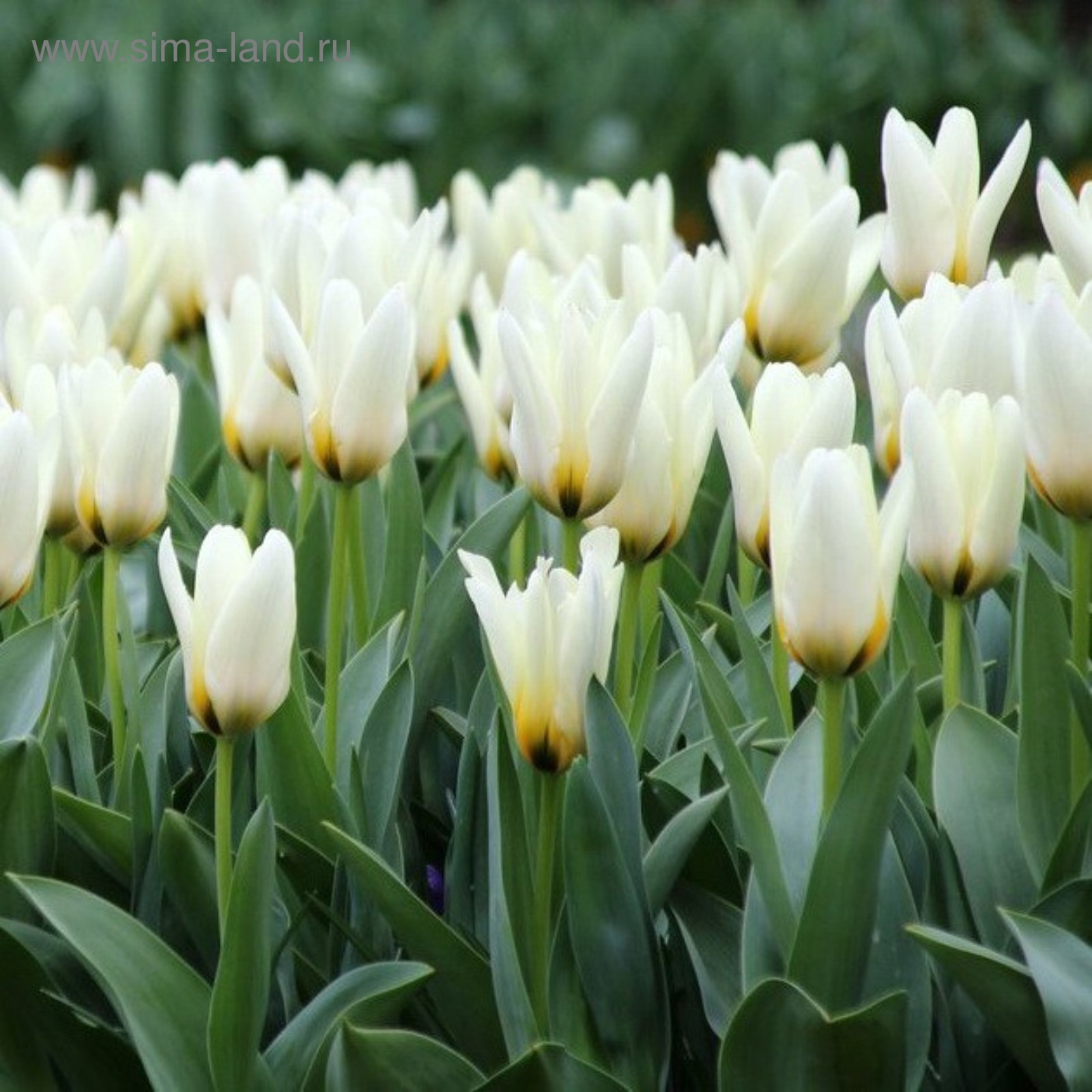 Тюльпан Концерто Tulipa Concerto