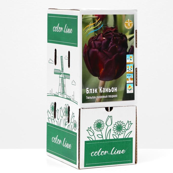 Шоубокс Тюльпан 