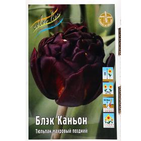 

Шоубокс Тюльпан "Блэк Каньон" 45см, р/р 11/12, 100 шт