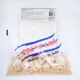 

Аллиум лук декоративный "Кристофа" 50 см, р-р 10/12, 5 шт