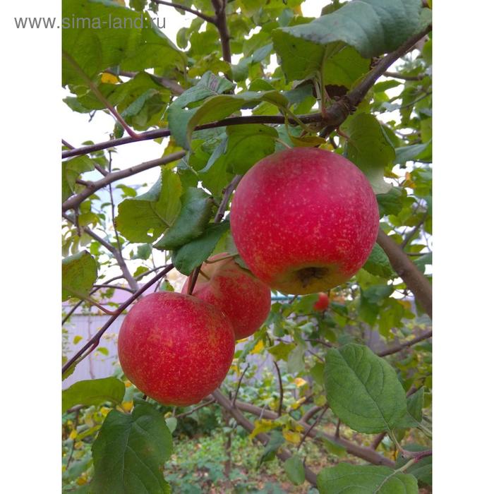 Яблоня штамбовая Краса свердловска ОКС, 1 шт , Высота от 5 см , Осень 2022 цена и фото