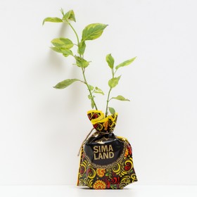 

Дерен Гаухальта, Горшок Р9, 1 шт, Август 2022