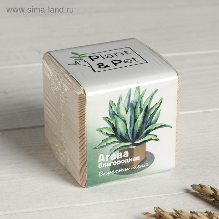 фото Набор для выращивания p&p "агава благородная"